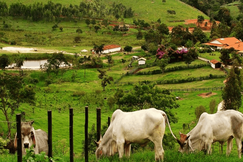 Onça invade sítio, mata 2 bezerros e uma vaca, e continua à solta no DF