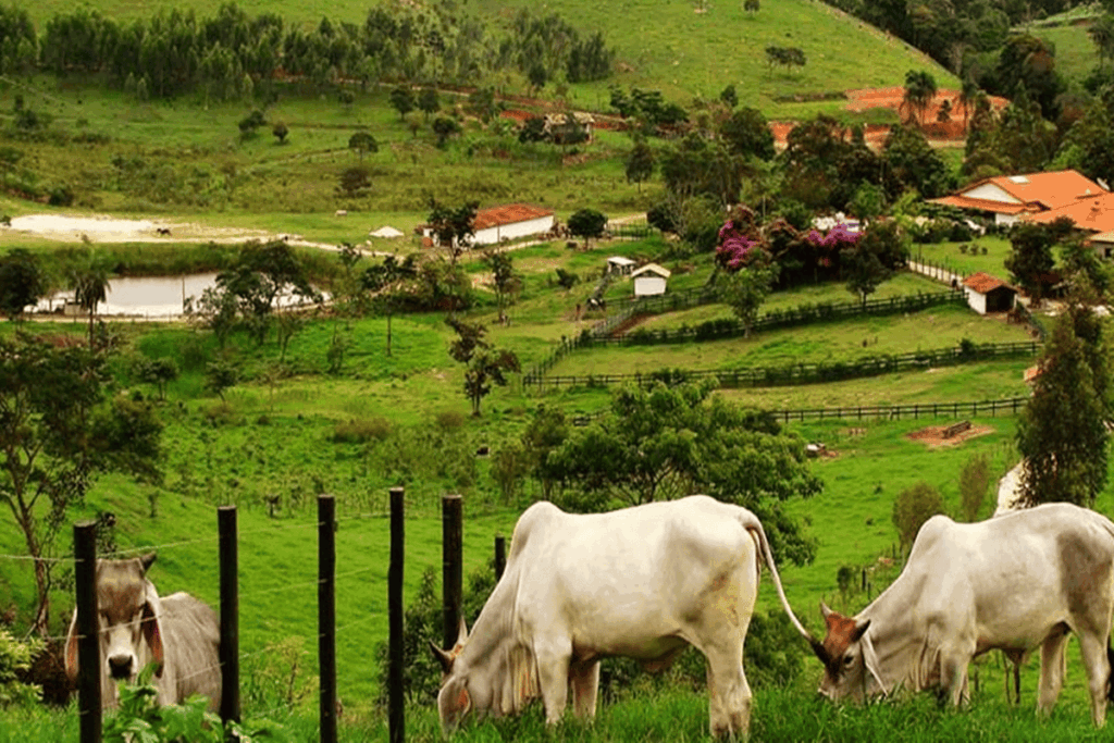 onca-invade-sitio,-mata-2-bezerros-e-uma-vaca,-e-continua-a-solta-no-df