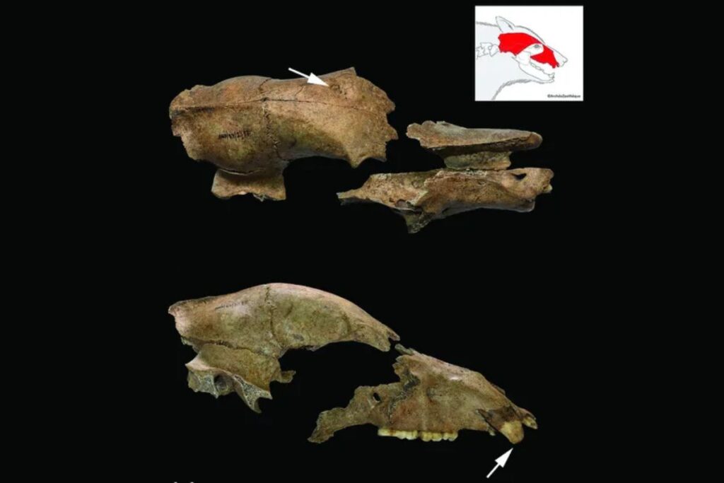 imperio-romano:-novo-fossil-revela-lutas-de-ursos-contra-gladiadores