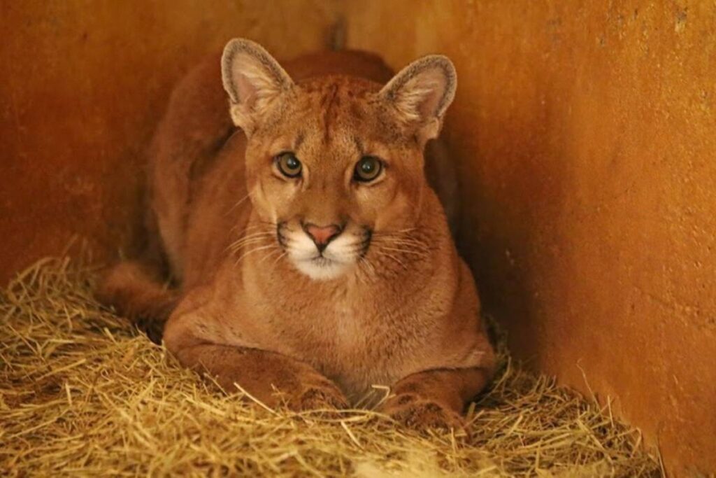zoo-de-brasilia-prepara-retorno-da-onca-parda-farofa-a-natureza