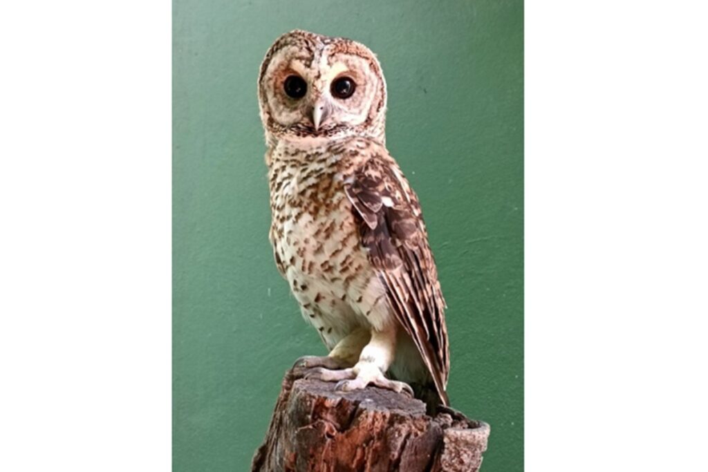 bacterias-resistentes-a-antibioticos-sao-achadas-em-aves-no-litoral