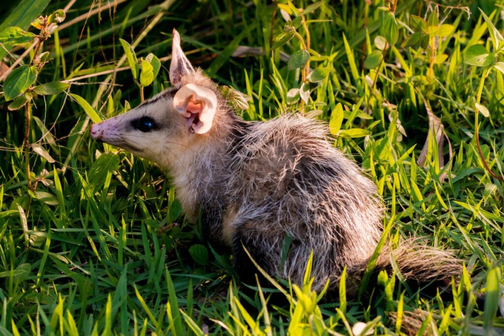 gamba-e-imune-a-veneno-de-escorpiao-e-ajuda-no-controle,-diz-biologo