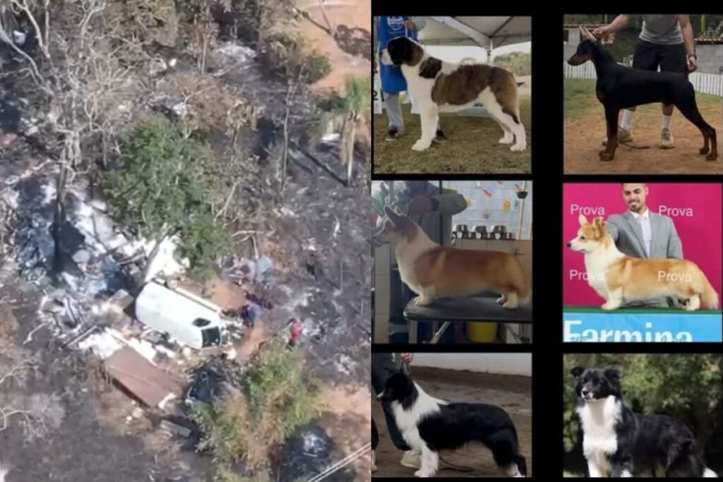 policia-descobre-desmanche-ilegal-ligado-a-sequestro-de-6-caes-em-sp