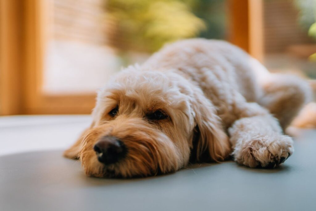 quais-habitos-nunca-fazer-ao-deixar-o-cachorro-sozinho-em-casa