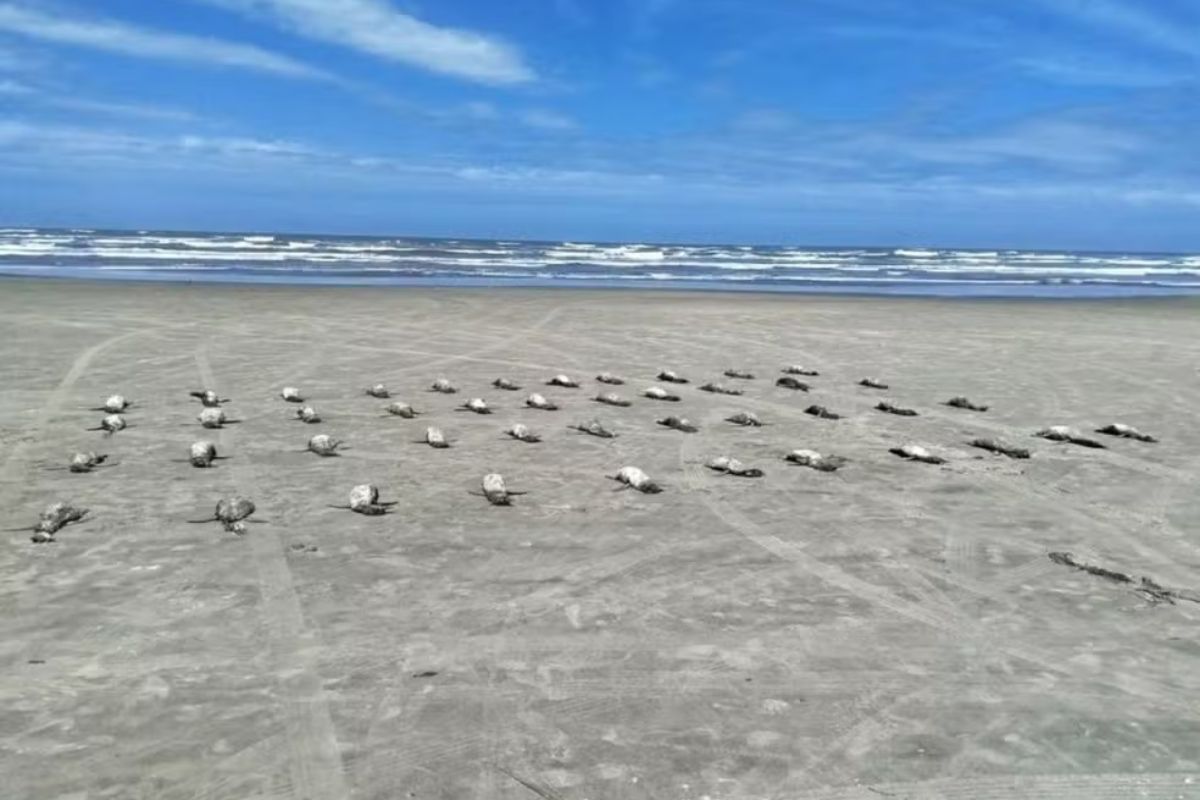 Em 8 dias, 135 pinguins são encontrados mortos em praias de São Paulo