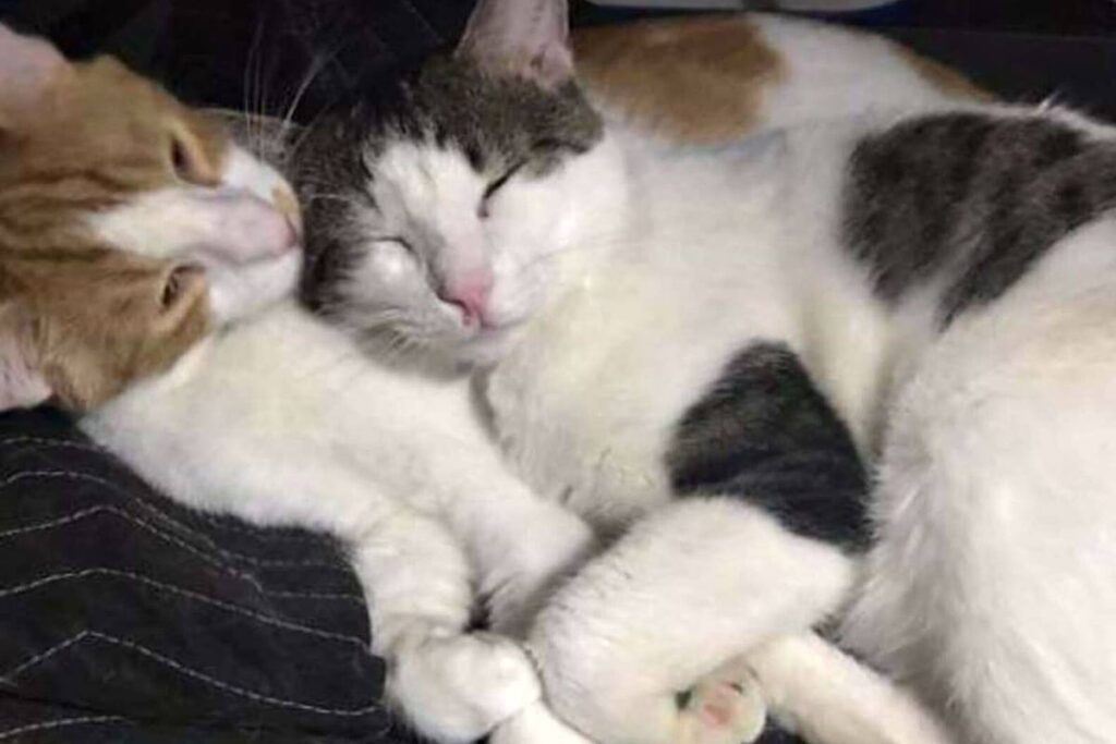 por-que-os-gatos-dormem-tanto?-entenda-o-habito-comum-entre-felinos