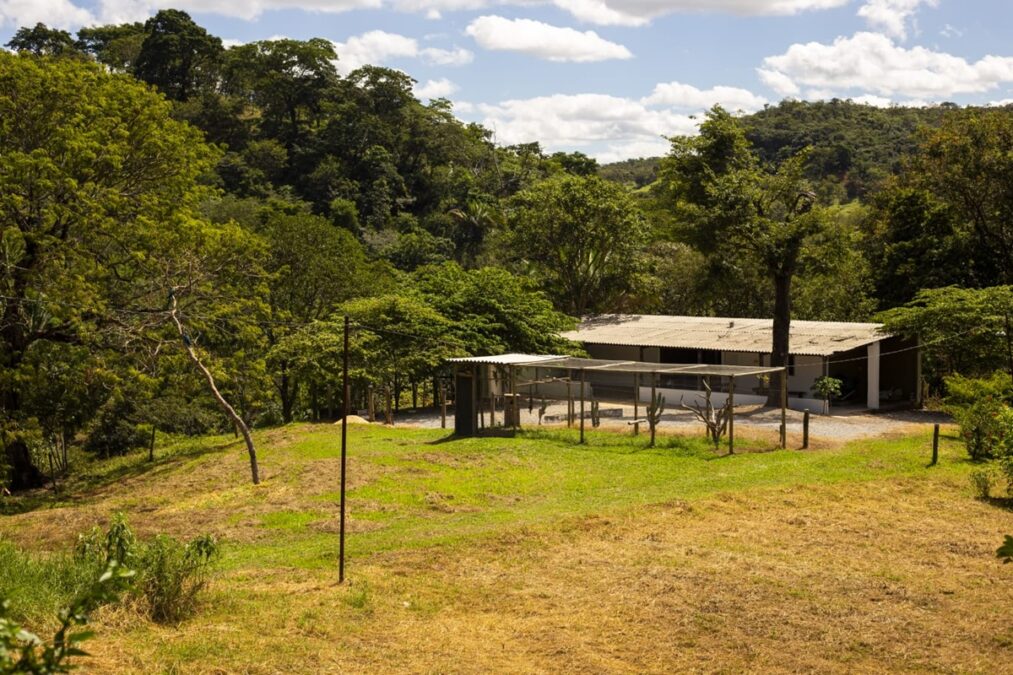 Força-tarefa será montada para capturar onça que matou bezerros no DF