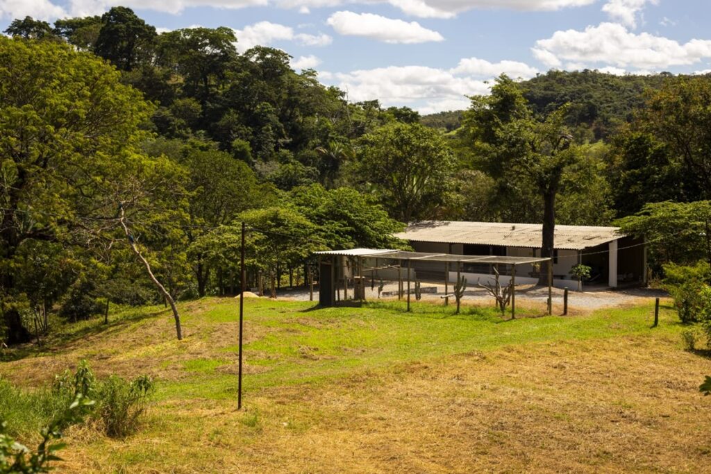 forca-tarefa-sera-montada-para-capturar-onca-que-matou-bezerros-no-df