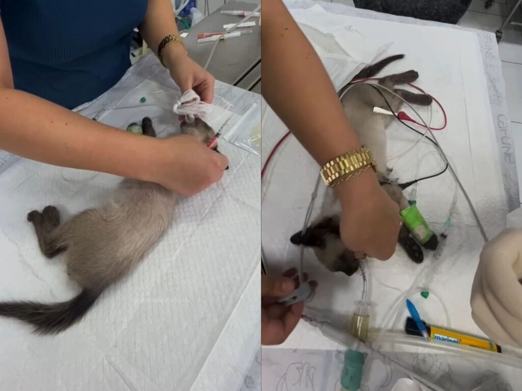 julinho-casares-resgata-gatinho-de-tres-meses-atropelado-em-itaquaquecetuba