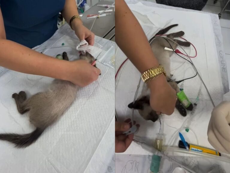 julinho-casares-resgata-gatinho-de-tres-meses-atropelado-em-itaquaquecetuba