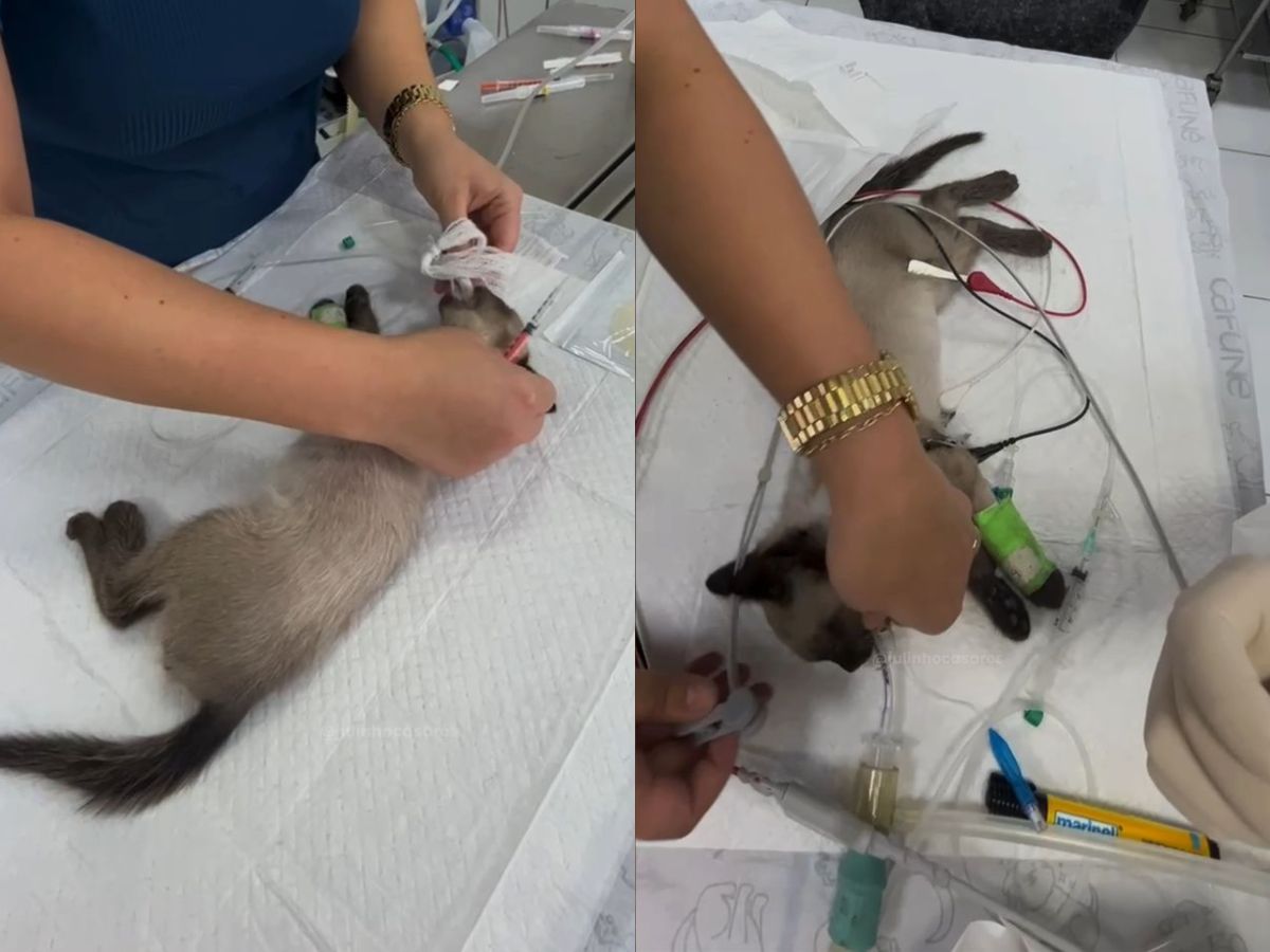 Julinho Casares resgata gatinho de três meses atropelado em Itaquaquecetuba