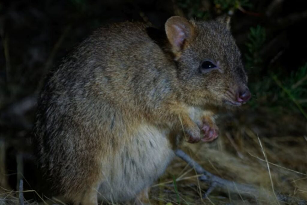 cientistas-descobrem-nova-especie-de-parente-distante-de-canguru