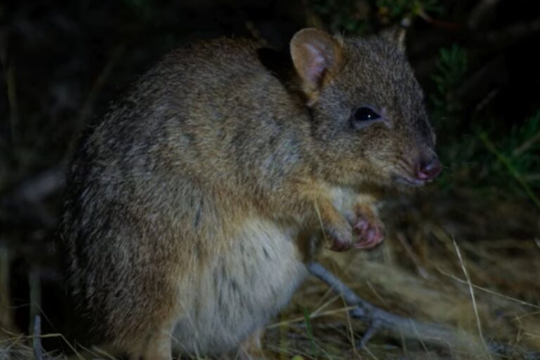 cientistas-descobrem-nova-especie-de-parente-distante-de-canguru