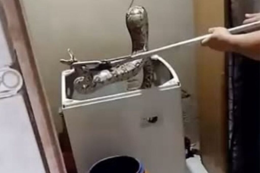 jiboia-e-resgatada-dentro-de-maquina-de-lavar-no-rio-de-janeiro.-video