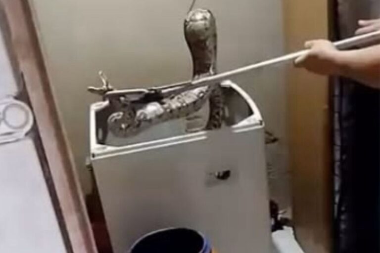 jiboia-e-resgatada-dentro-de-maquina-de-lavar-no-rio-de-janeiro.-video