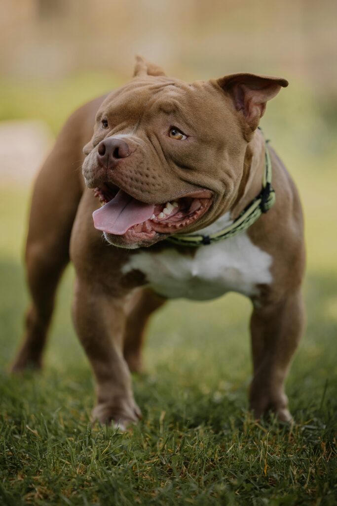 bebe-de-1-ano-morre-apos-sofrer-ataque-de-pit-bull-de-estimacao-da-familia