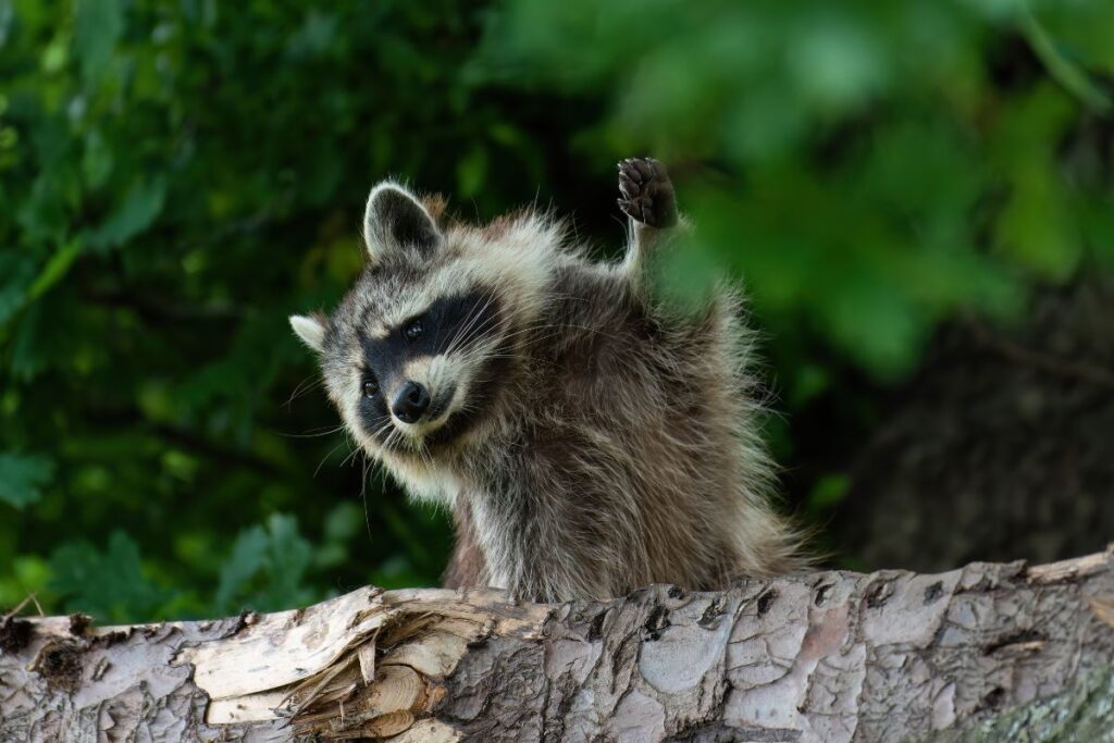 guaxinim-“bebado”-e-salvo-por-enfermeira-apos-comer-frutas-fermentadas