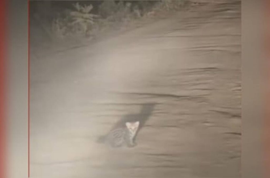 bebe-jaguatirica-e-visto-perdido-ate-chegada-da-mae-em-estrada.-video