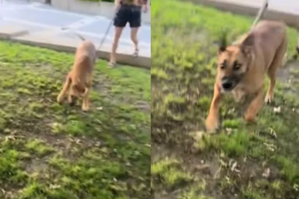 cachorro-reencontra-ex-de-tutor-apos-meses-separados-e-reacao-viraliza