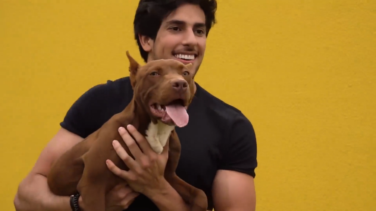 Pitbulls: os verdadeiros culpados não são eles, e sim os humanos