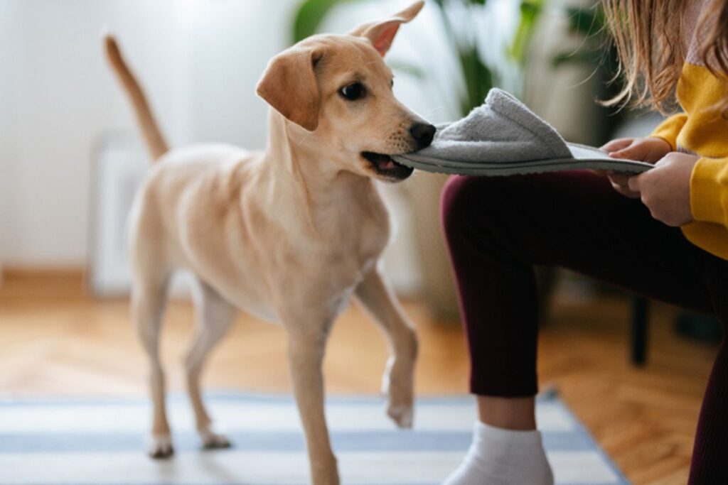 seu-cachorro-destroi-objetos-em-casa?-saiba-por-que-e-como-evitar