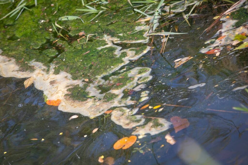 dano-ambiental:-abatedouros-sem-licenca-no-df-ameacam-rio-melchior