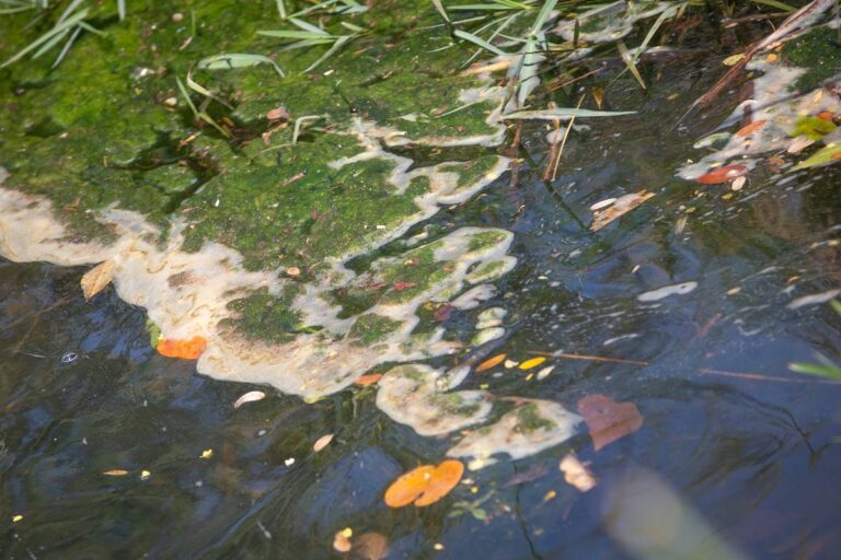 dano-ambiental:-abatedouros-sem-licenca-no-df-ameacam-rio-melchior