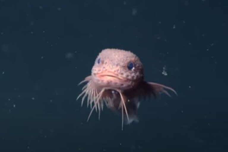 fofinho!-peixe-caracol-e-encontrado-nas-profundezas-do-mar-dos-eua