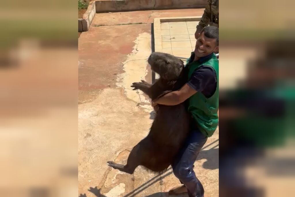 video:-15-capivaras-invadem-a-papuda-e-mobilizam-policiais-em-resgate