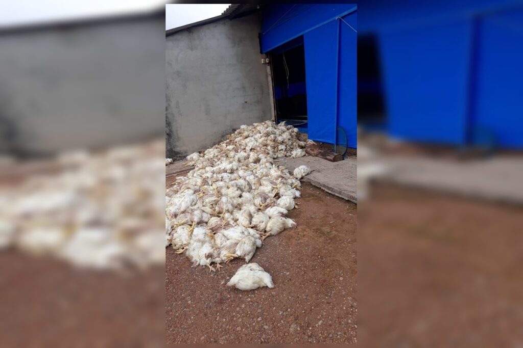 problemas-de-energia-na-df-140-colocam-granjas-em-risco