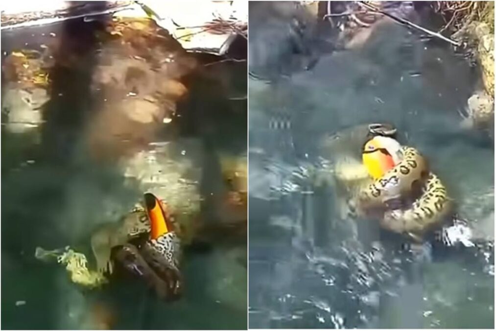 Vídeo: sucuri engole tucano em rio de Bonito (MS)