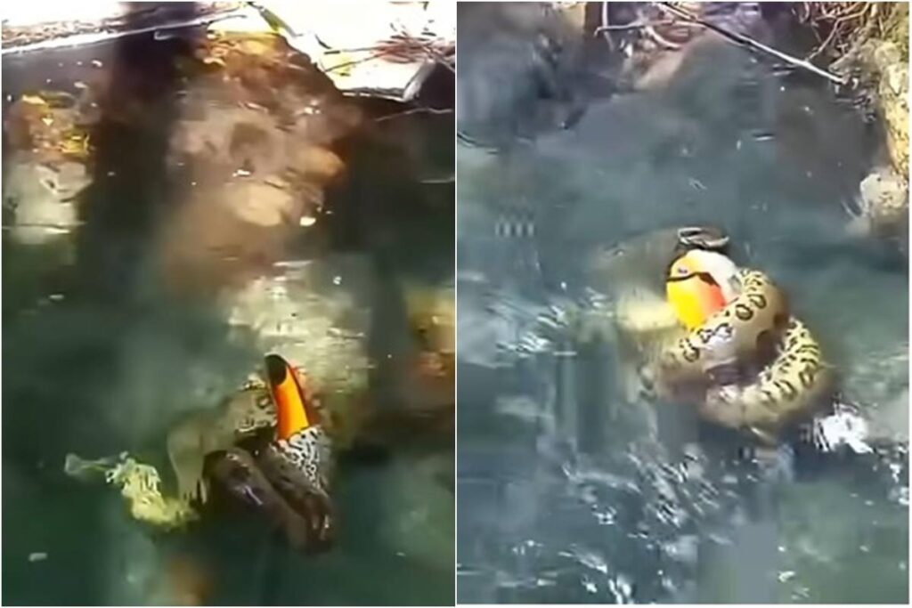 video:-sucuri-engole-tucano-em-rio-de-bonito-(ms)