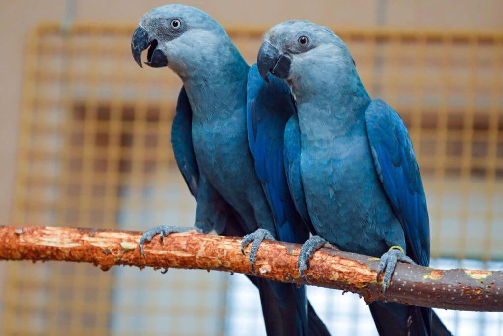 como-funcionam-os-projetos-de-reintroducao-de-especies-em-extincao