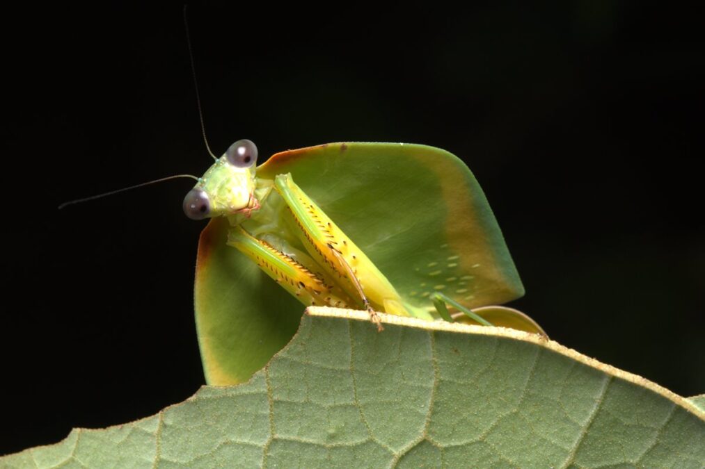 Amazônia: pesquisa inédita revela continente invisível de insetos