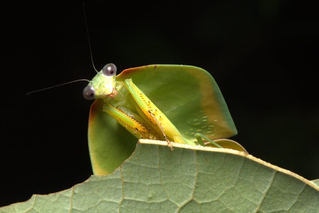 amazonia:-pesquisa-inedita-revela-continente-invisivel-de-insetos