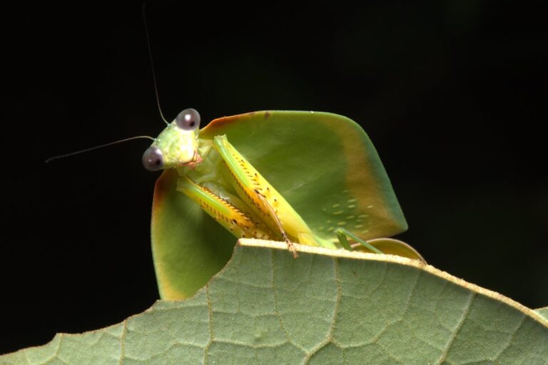 amazonia:-pesquisa-inedita-revela-continente-invisivel-de-insetos