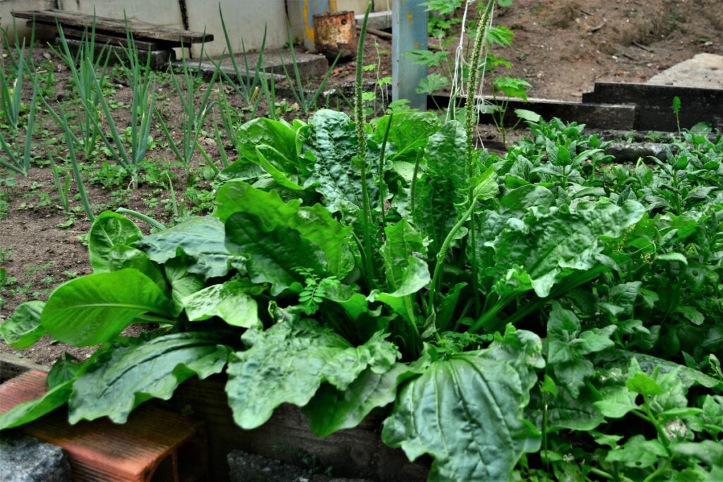 cha-de-tanchagem:-conheca-os-beneficios-da-planta-anti-inflamatoria