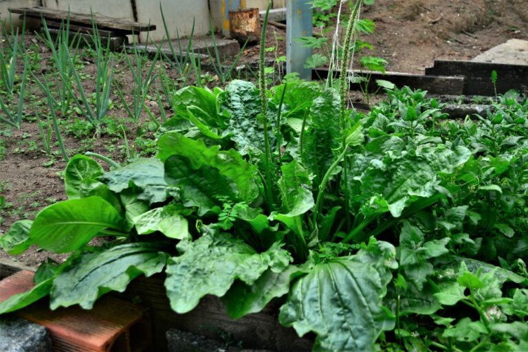 cha-de-tanchagem:-conheca-os-beneficios-da-planta-anti-inflamatoria
