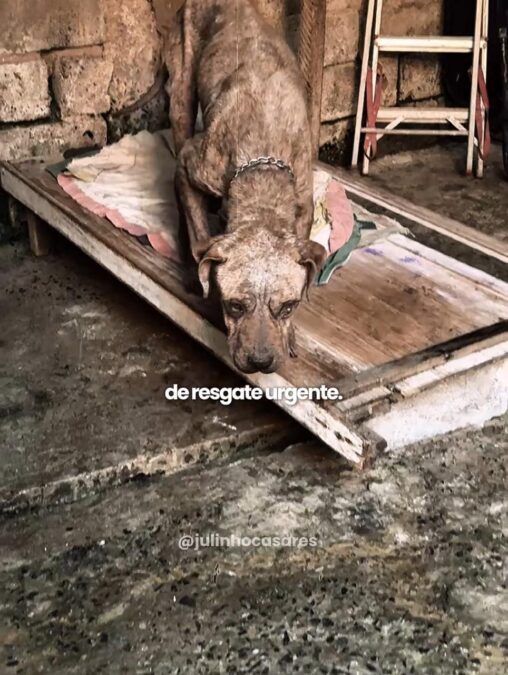 Pitbull resgatado em situação de extrema negligência comove e reforça alerta