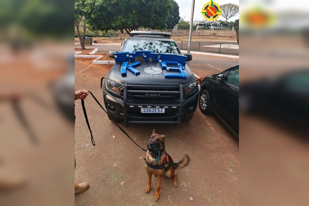 almofada-cheirosa-nao-engana-cao-e-mulher-e-presa-com-maconha-no-df