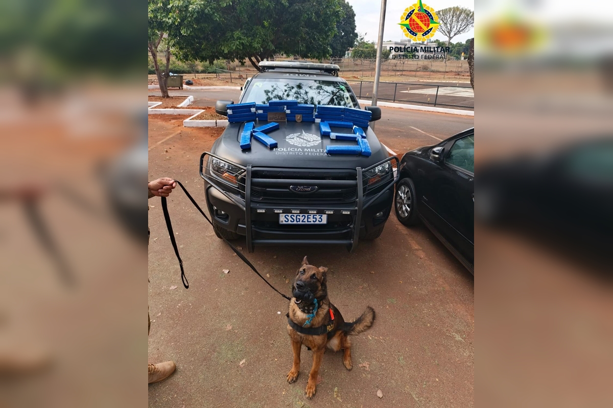 Almofada cheirosa não engana cão e mulher é presa com maconha no DF