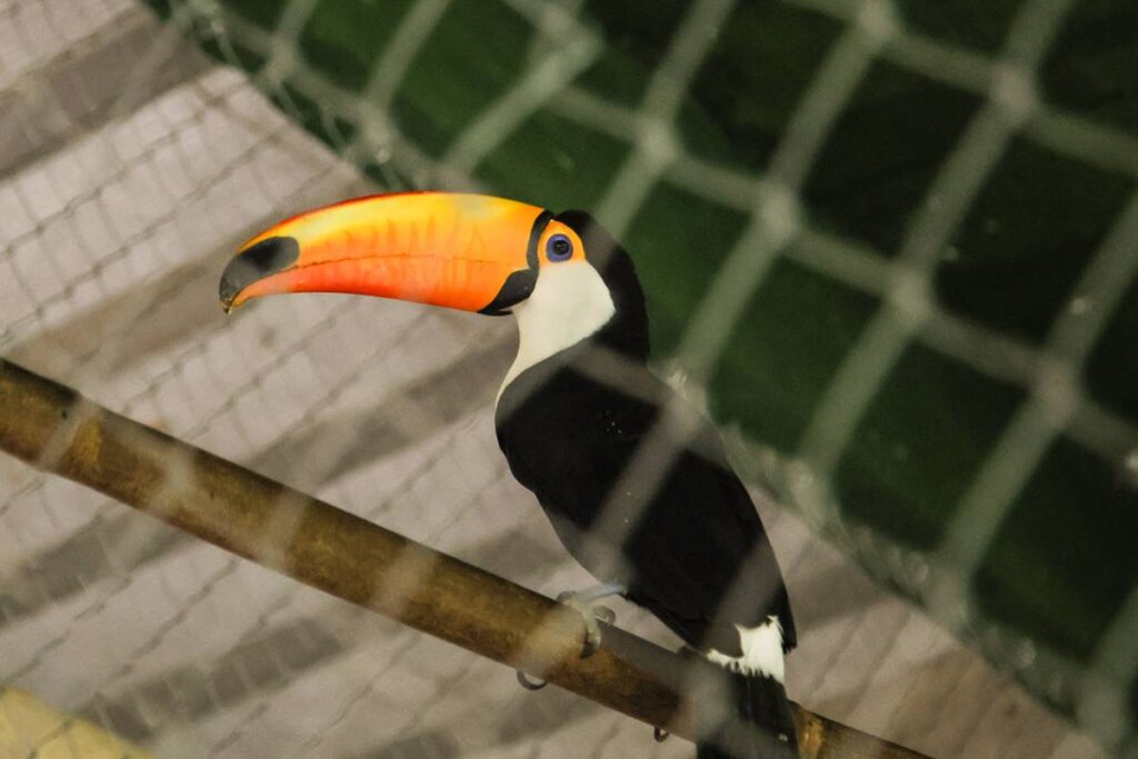 envolvidos-em-trafico-tratavam-animais-em-casa:-“dei-dipirona”