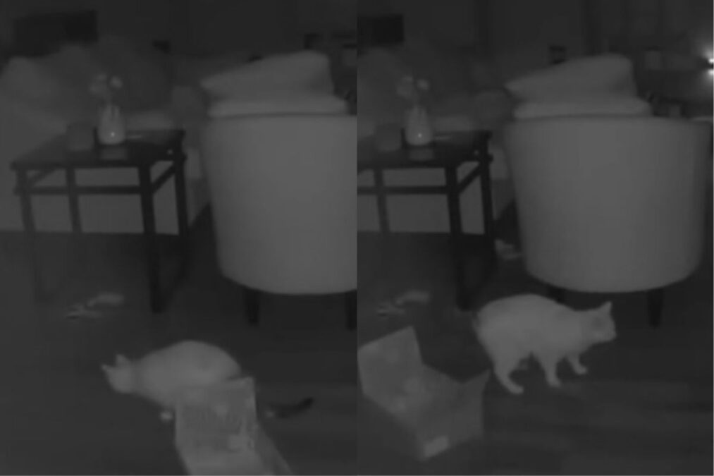 Tutora é surpreendida com atitude de gato ao olhar câmera de segurança