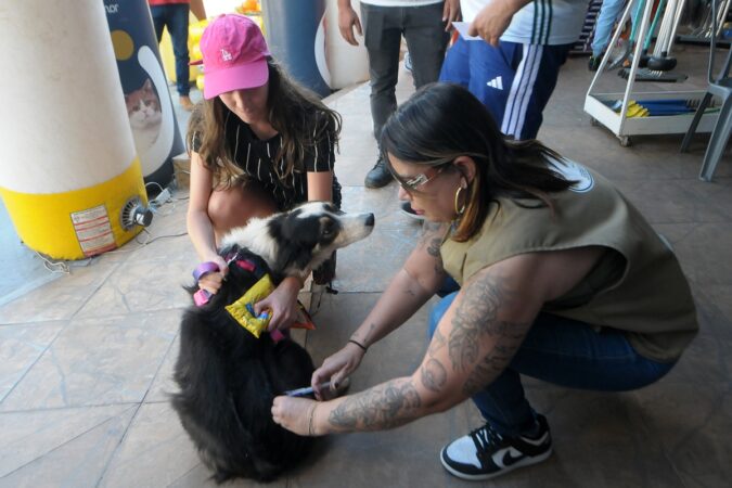 caes-e-gatos:-nove-regioes-do-df-oferecem-vacinacao-contra-raiva