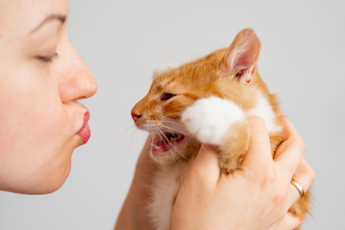Gatos sentem a energia das pessoas? Especialista responde