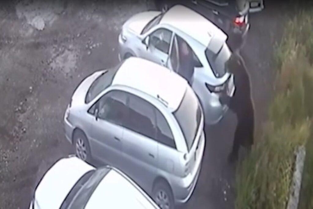 em-furia,-urso-persegue-e-ataca-homem-na-russia.-video