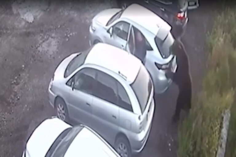 em-furia,-urso-persegue-e-ataca-homem-na-russia.-video