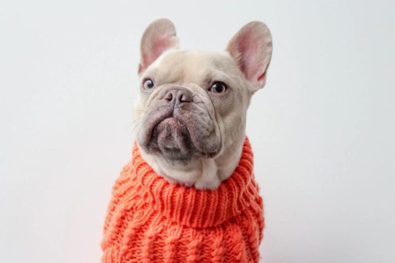 entre-cachorro-e-tutor:-9-atitudes-imperdoaveis-na-perspectiva-do-pet