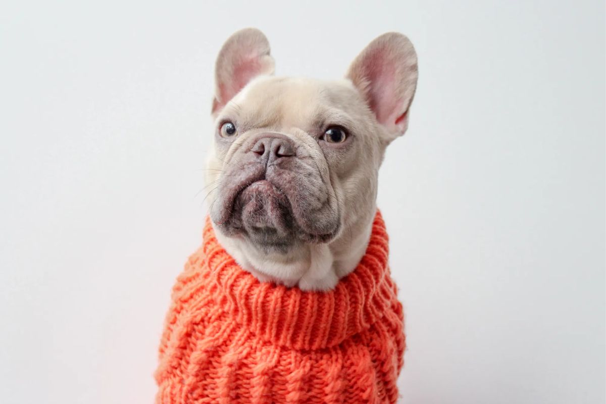Entre cachorro e tutor: 9 atitudes imperdoáveis na perspectiva do pet