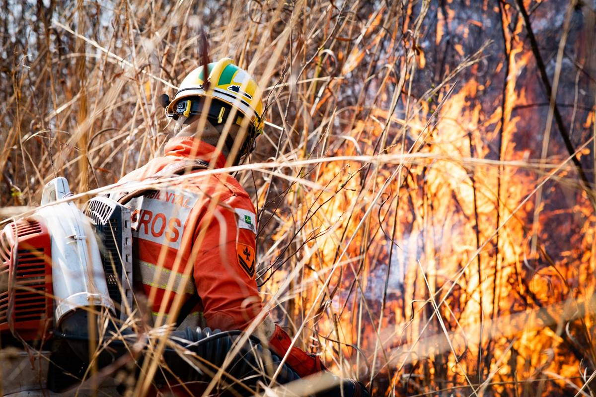 df-teve-15-mil-hectares-de-vegetacao-queimados-em-2025,-e-so-um-preso